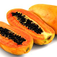 Papaya 01