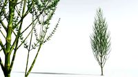 EVERYPlant Ridged Horsetail Tree 12 --12 Models--