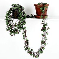 Ceropegia 4