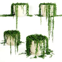 String Of Pearls Plant 3