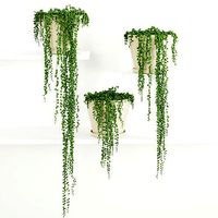 String Of Pearls Plant 2