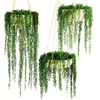 String Of Pearls Plant 1