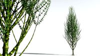 EVERYPlant Ridged Horsetail Tree 07 --12 Models--