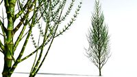 EVERYPlant Ridged Horsetail Tree 06 --12 Models--
