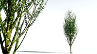 EVERYPlant Ridged Horsetail Tree 04 --12 Models--