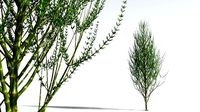 EVERYPlant Ridged Horsetail Tree 03 --12 Models--