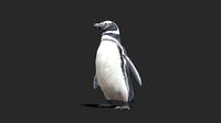 Magellanic Penguin - Animated