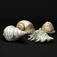 Seashells - Scanned