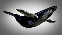Humpback Whale