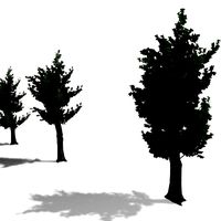 Trees 6 pack