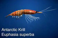 Antarctic Krill