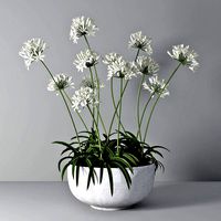 Agapanthus 02