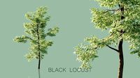 Black Locust Trees