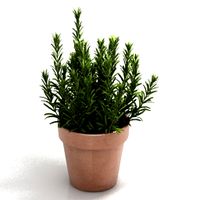 Plant 3D Model