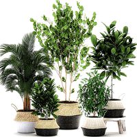 Decorative trees for the interior in basket 560