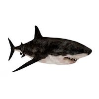 Great White Shark