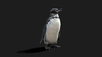 Galapagos Penguin - Animated