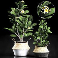 Decorative plumeria trees for the interior in basket 559