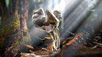 Realistic Forest Mushrooms - Helvella Lacunosa Fungi