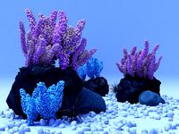 Coral reef animals