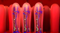 3D Internal intestine and worm egg Medical animation model