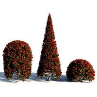 Photinia fraseri Little Red Robin SHAPE