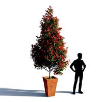 Photinia fraseri Little Red Robin pot