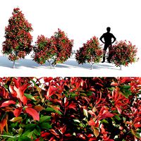 Photinia fraseri Little Red Robin