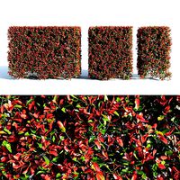Photinia fraseri Little Red Robin Hedge