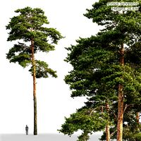 Pinus Sylvestris Height 25