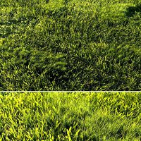 Scanned real grass01