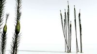 EVERYPlant Suckows Horsetail Tree 11 --16 Models--