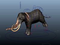 Asiatic Elephant Rig