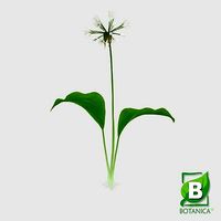 Ramsons - Wild Garlic - Allium Ursinum