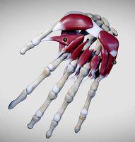 Instrinsic Muscles Of The Hand