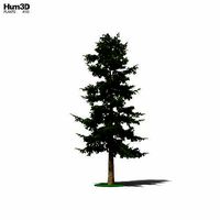 Cedar Tree