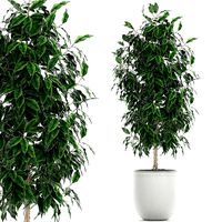 Ficus benjamina trees in a flowerpot for interior design 554