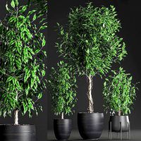 Ficus benjamina trees in a flowerpot for interior design 553
