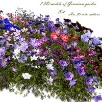 Flower Geranium garden