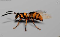 Wasp orange