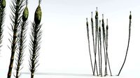 EVERYPlant Suckows Horsetail Tree 09 --16 Models--