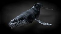 Humpback Whale C4D Rigged