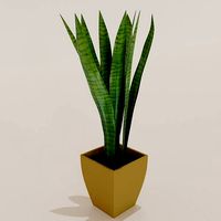 Sansevieria plant