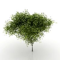 Tree 3D Model