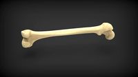 Femur