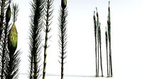 EVERYPlant Suckows Horsetail Tree 01 --16 Models--