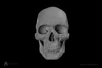 HD Male Skull