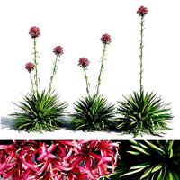 Gymea Lily  Doryanthes excelsa