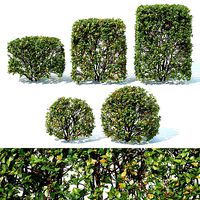 Cotoneaster lucidus Nr 5- Ten transparent cubes - sphere hedges