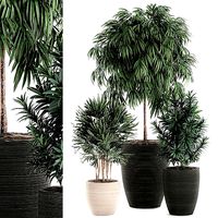 Decorative plants in a black flowerpot 577